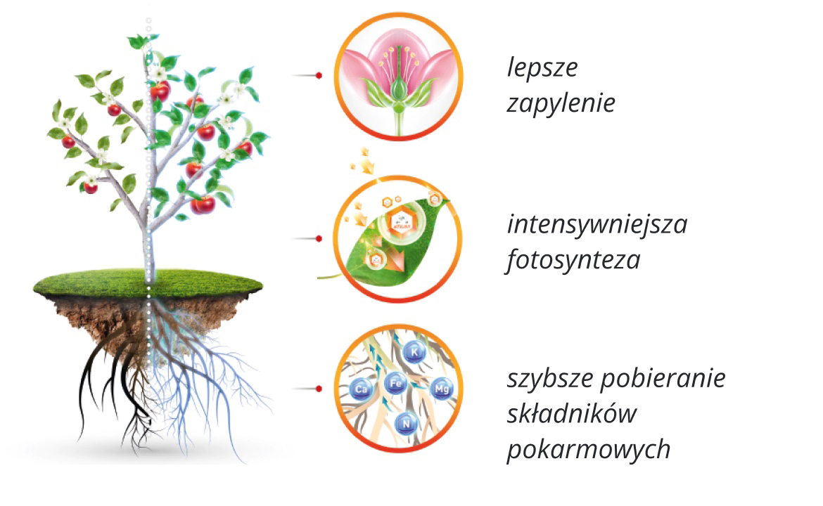 TYTANIT® to wyższy i lepszy jakościowo plon